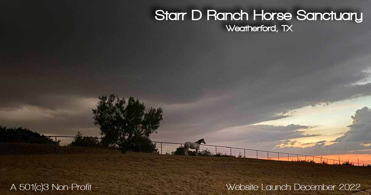Starr D Ranch Horse Sanctuary - Website Coming Soon in December 2022